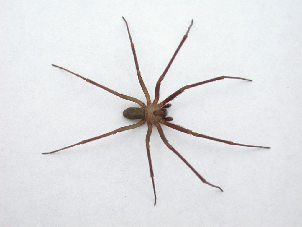 Brown recluse spider - Wikipedia